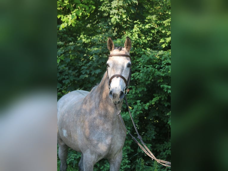 Holsteiner Merrie 4 Jaar 168 cm Schimmel in Erharting