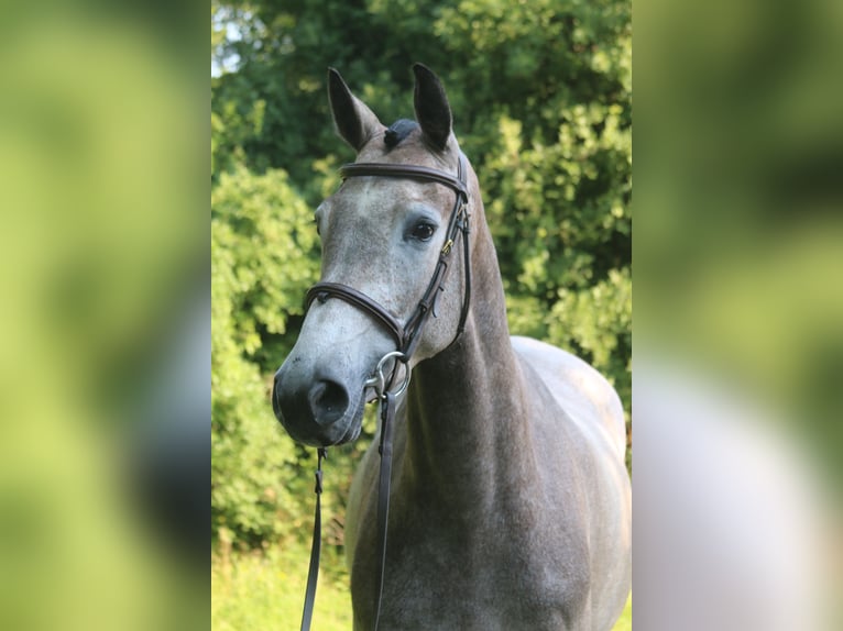 Holsteiner Merrie 4 Jaar 168 cm Schimmel in Erharting