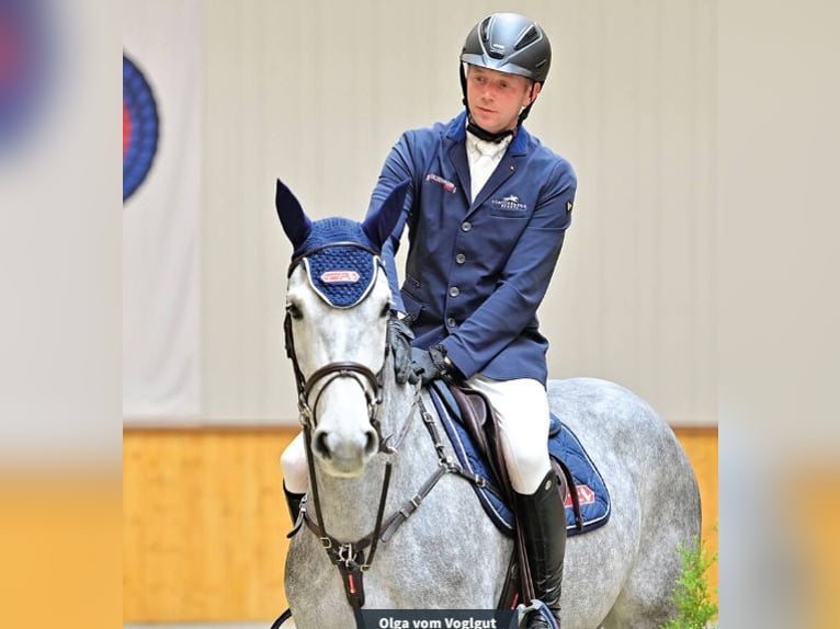 Holsteiner Merrie 4 Jaar 168 cm Schimmel in Vechta