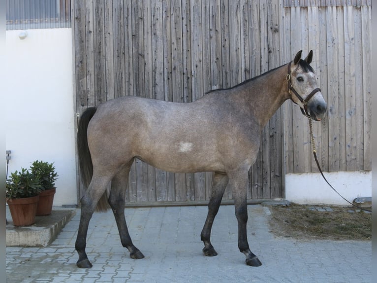 Holsteiner Merrie 4 Jaar 168 cm  in Erharting