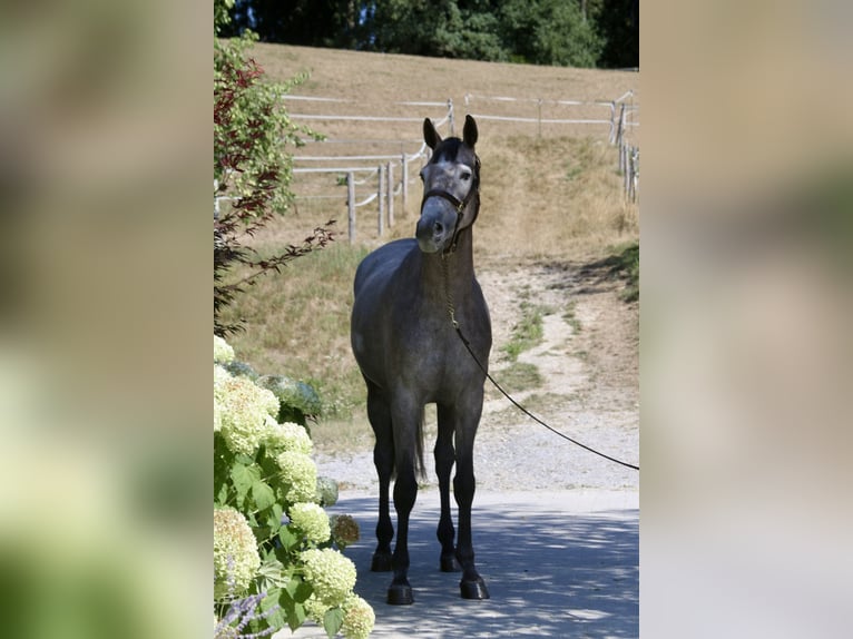 Holsteiner Merrie 4 Jaar 168 cm  in Erharting