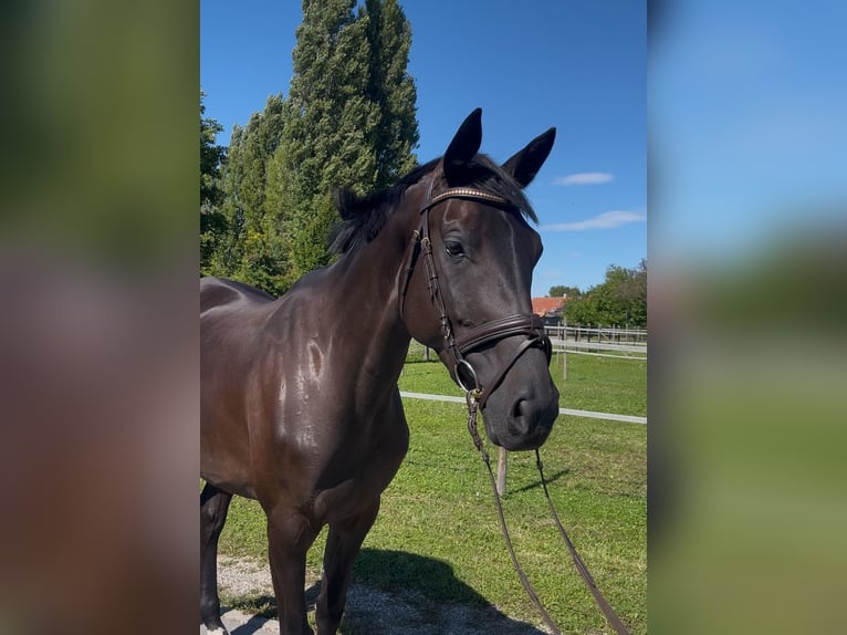 Holsteiner Merrie 4 Jaar 168 cm Zwart in Mei&#xDF;enheim