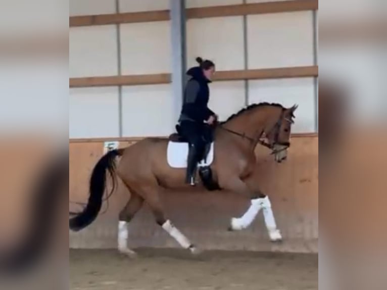 Holsteiner Merrie 4 Jaar 170 cm Bruin in Ahrensbököbs