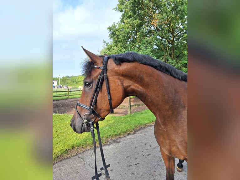 Holsteiner Merrie 4 Jaar 170 cm Bruin in Fahrdorf