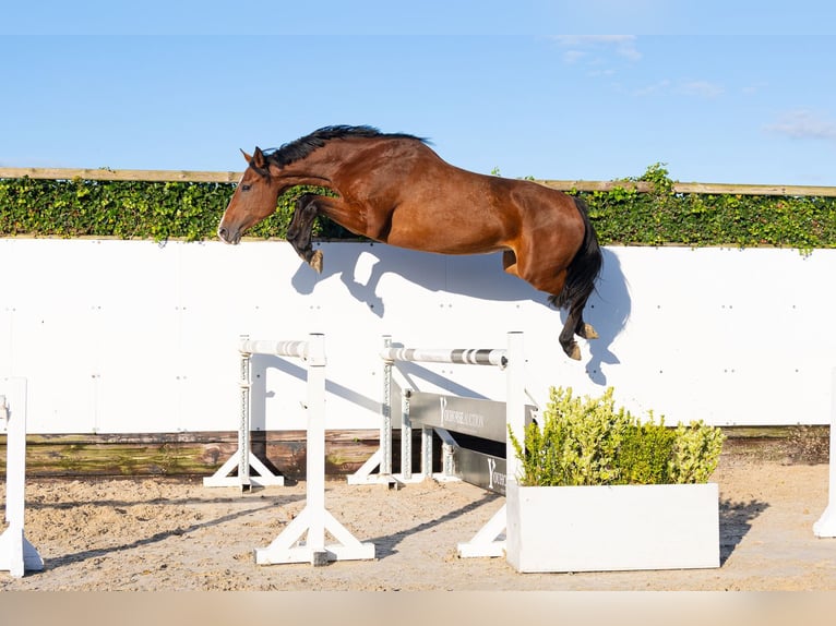 Holsteiner Merrie 4 Jaar 170 cm Bruin in Waddinxveen
