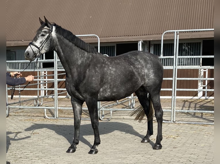 Holsteiner Merrie 4 Jaar 170 cm Schimmel in Osterhever