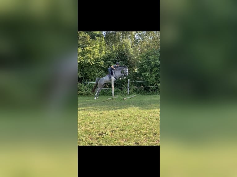 Holsteiner Merrie 4 Jaar 170 cm Schimmel in Stadtlauringen