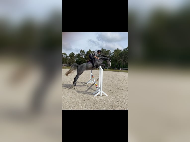 Holsteiner Merrie 4 Jaar 170 cm Schimmel in Stadtlauringen
