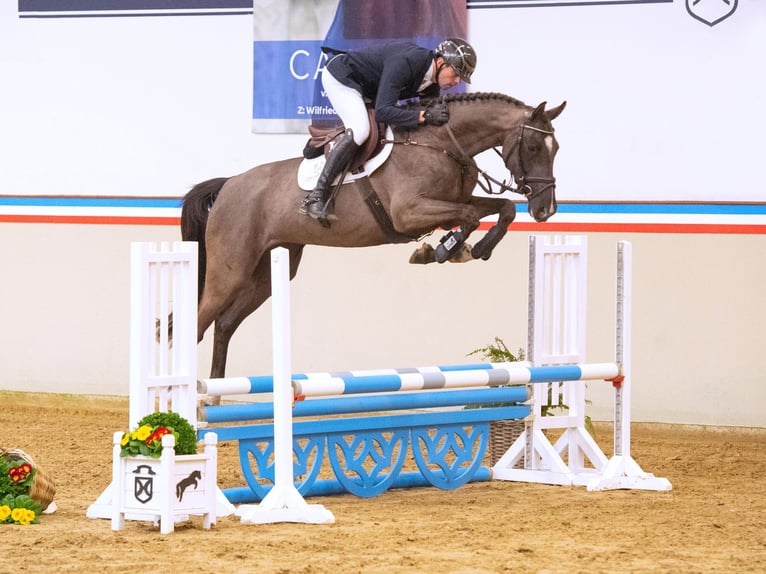 Holsteiner Merrie 4 Jaar 170 cm Zwartbruin in Elmshorn