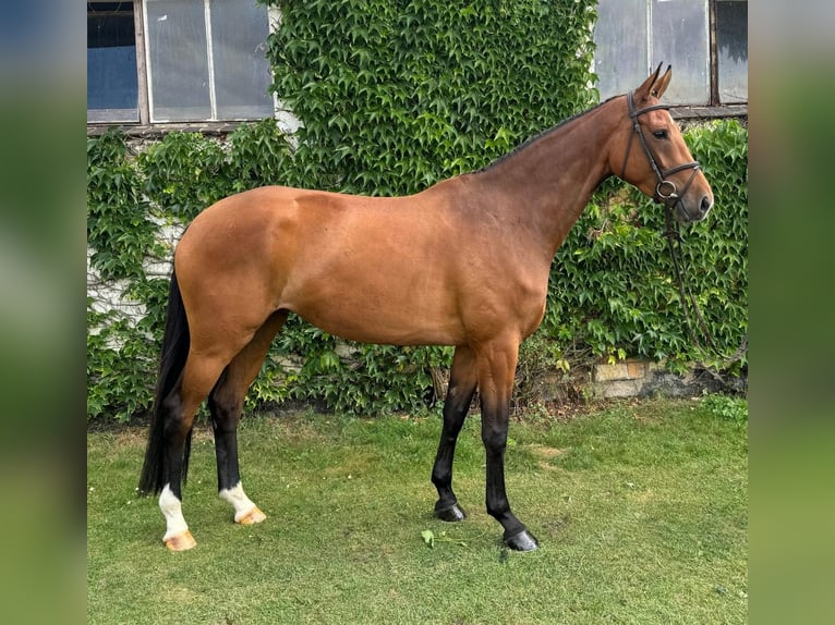 Holsteiner Merrie 4 Jaar 171 cm Bruin in Schwaan