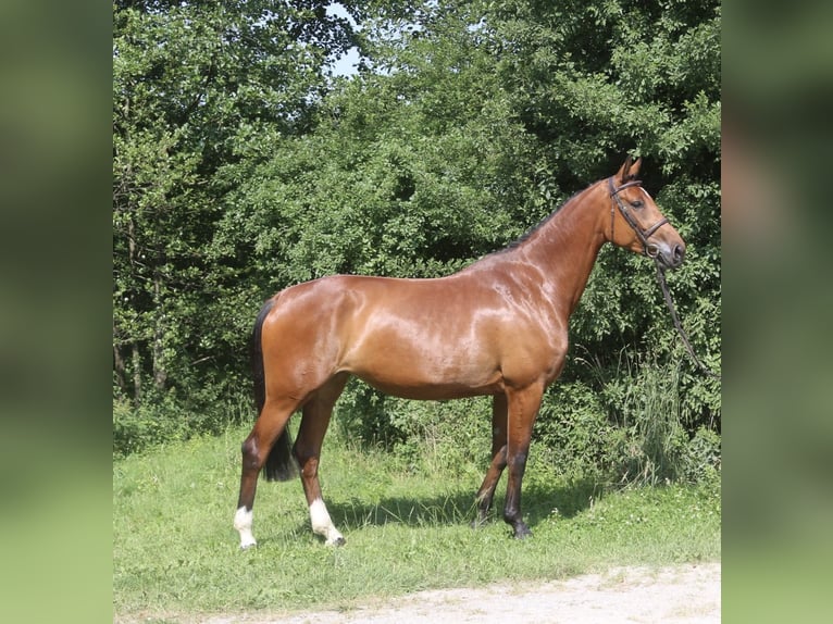 Holsteiner Merrie 4 Jaar 171 cm Bruin in Erharting