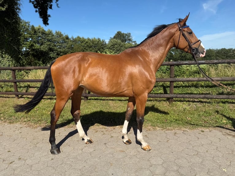 Holsteiner Merrie 4 Jaar 172 cm Bruin in EllerhoopEllerhoop