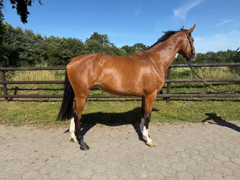 Holsteiner Merrie 4 Jaar 172 cm Bruin in EllerhoopEllerhoop