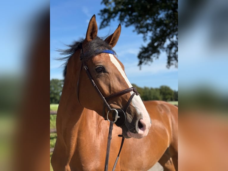 Holsteiner Merrie 4 Jaar 172 cm Bruin in EllerhoopEllerhoop