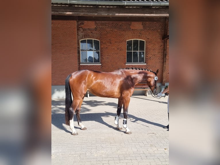 Holsteiner Merrie 4 Jaar 173 cm Bruin in Struvenhütten