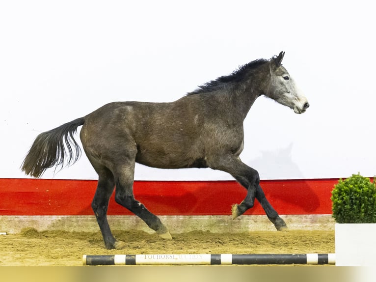 Holsteiner Merrie 4 Jaar 173 cm Schimmel in Waddinxveen