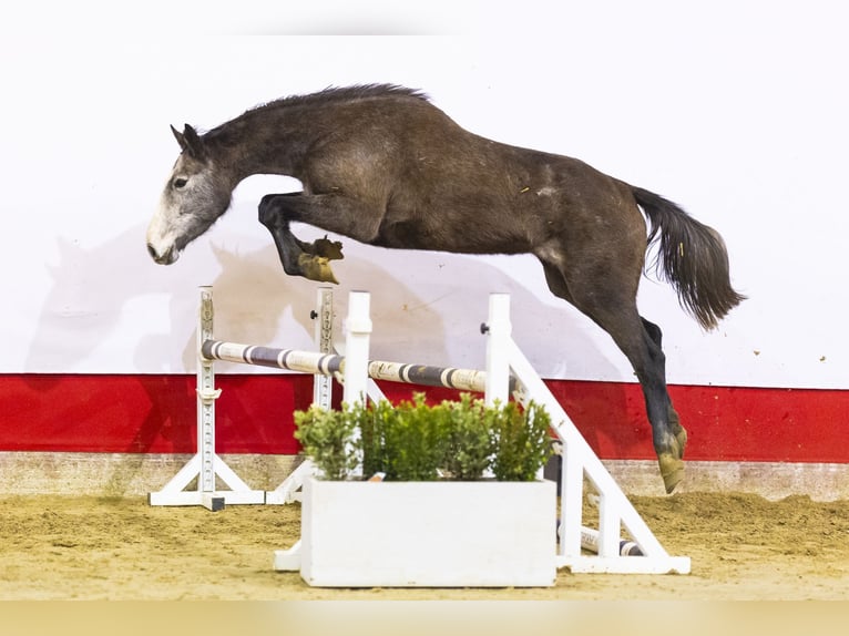 Holsteiner Merrie 4 Jaar 173 cm Schimmel in Waddinxveen