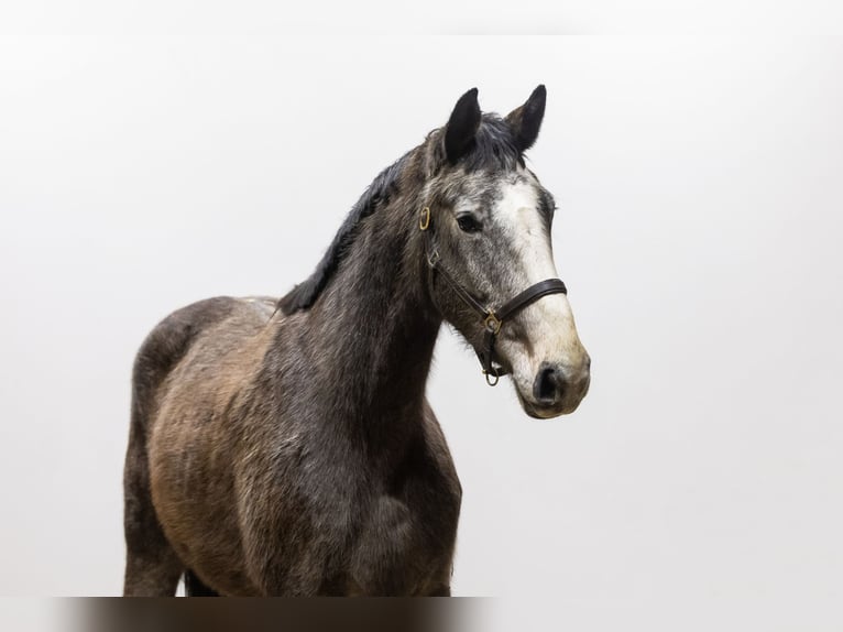 Holsteiner Merrie 4 Jaar 173 cm Schimmel in Waddinxveen