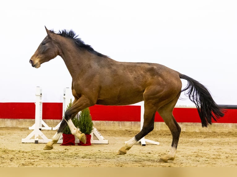Holsteiner Merrie 4 Jaar 174 cm Bruin in Waddinxveen