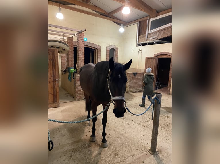 Holsteiner Merrie 4 Jaar 175 cm Bruin in Hart bei Graz