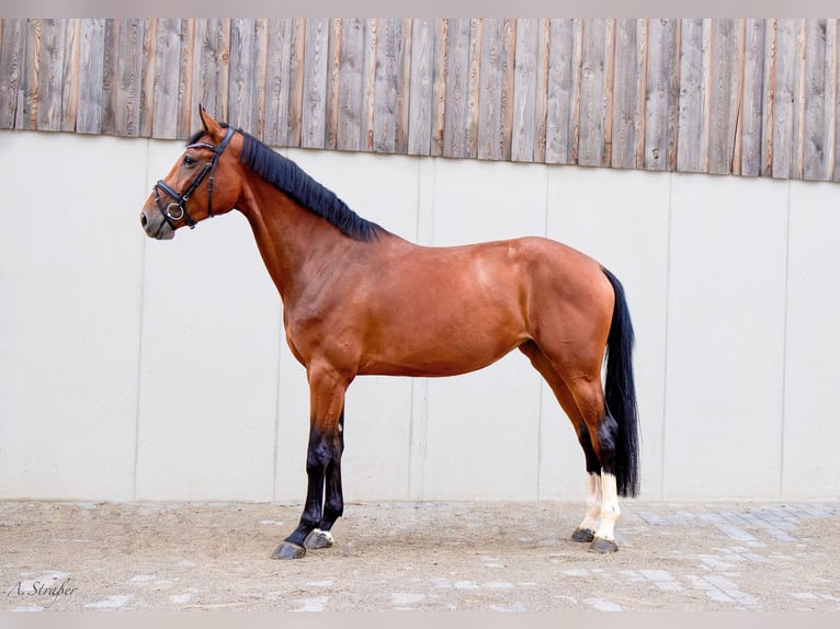 Holsteiner Merrie 4 Jaar 177 cm Bruin in St Georgen bei Salzburg