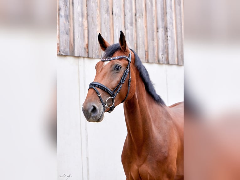Holsteiner Merrie 4 Jaar 177 cm Bruin in St Georgen bei Salzburg