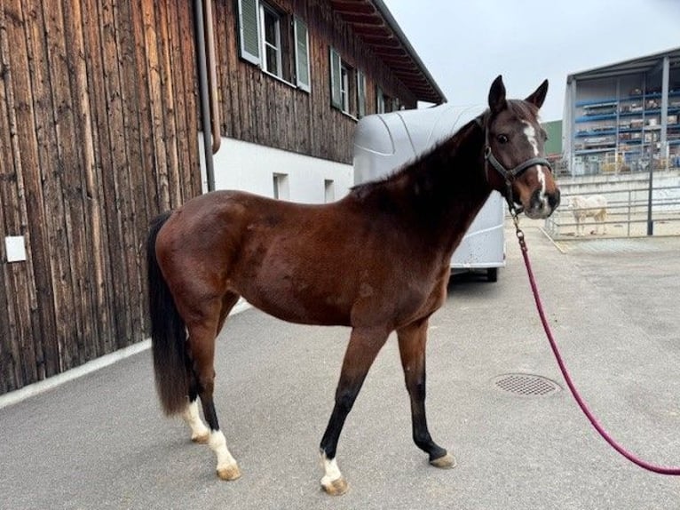 Holsteiner Merrie 4 Jaar Donkerbruin in AuwAuw