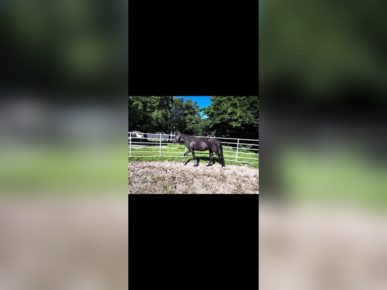 Holsteiner Merrie 4 Jaar Zwart in Ringstedt