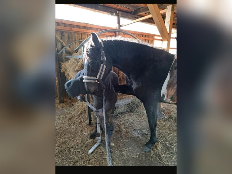Holsteiner Merrie 5 Jaar 153 cm Zwartbruin in Achtrup