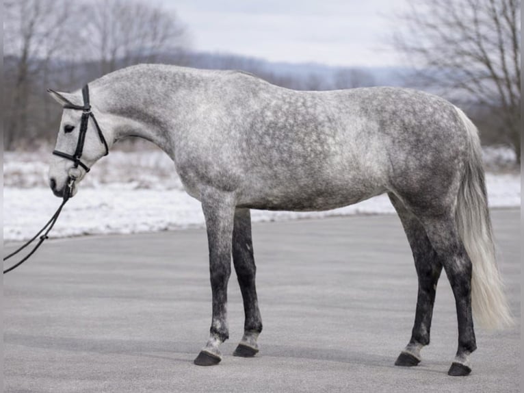 Holsteiner Merrie 5 Jaar 158 cm Schimmel in Békéscsaba