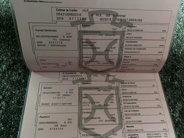 Holsteiner Merrie 5 Jaar 158 cm Schimmel in Békéscsaba