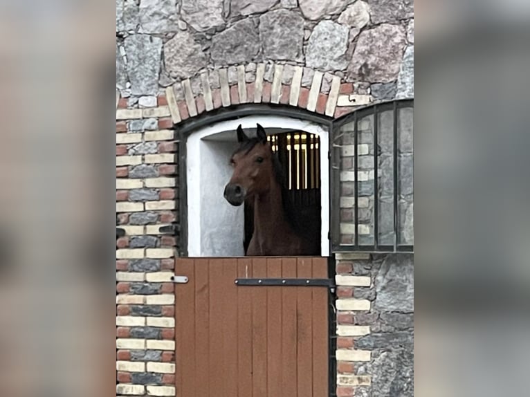 Holsteiner Merrie 5 Jaar 159 cm Bruin in Breydin