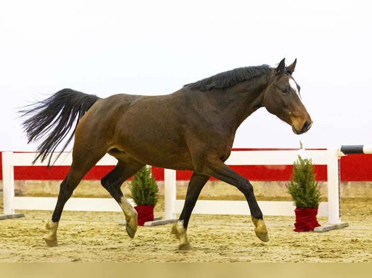 Holsteiner Merrie 5 Jaar 160 cm Bruin in Waddinxveen