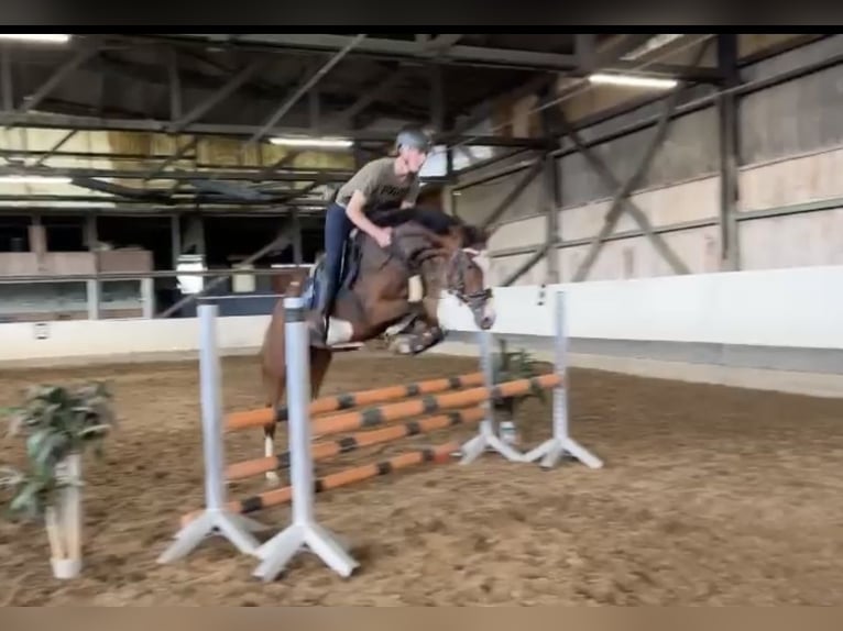 Holsteiner Merrie 5 Jaar 162 cm Bruin in Emmelsbüll-Horsbüll