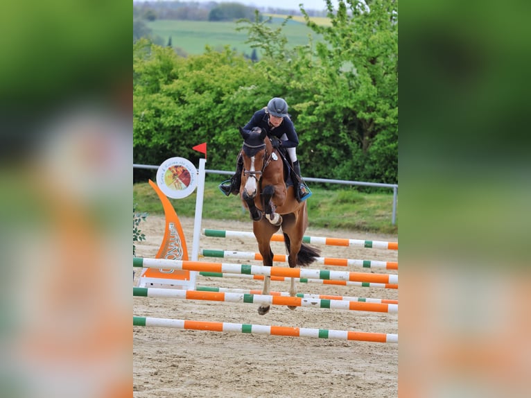 Holsteiner Merrie 5 Jaar 162 cm Bruin in Merzig