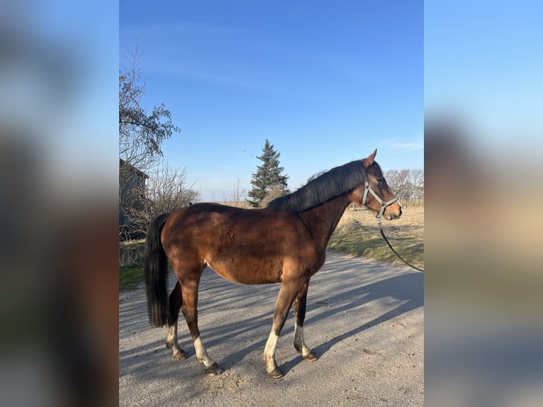 Holsteiner Merrie 5 Jaar 162 cm Bruin in Oldsum