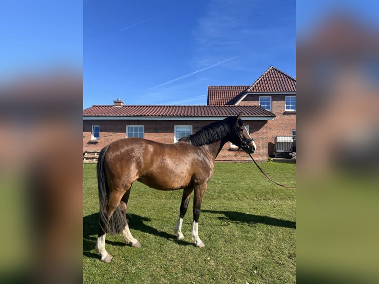 Holsteiner Merrie 5 Jaar 162 cm Bruin in Oldsum