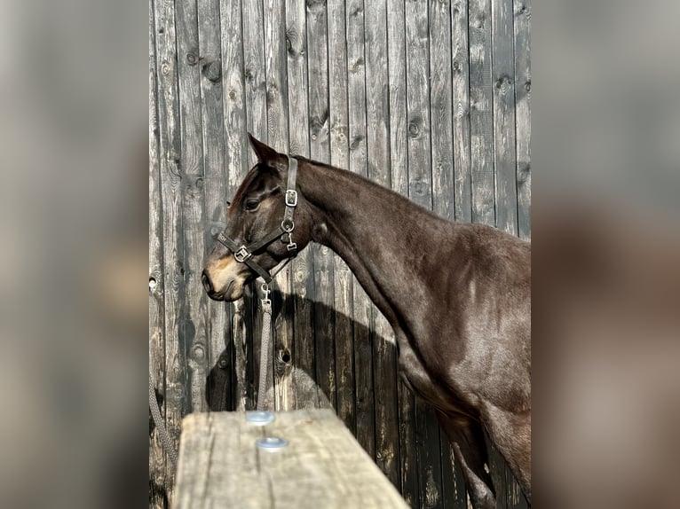 Holsteiner Merrie 5 Jaar 162 cm Donkerbruin in Przetoczyno