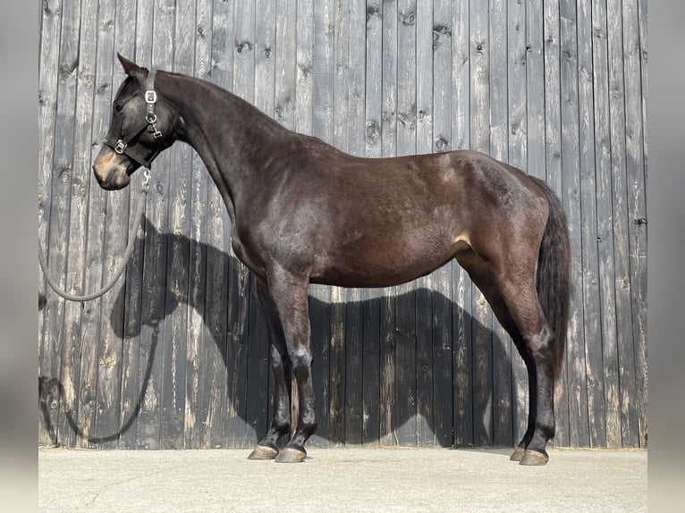 Holsteiner Merrie 5 Jaar 162 cm Donkerbruin in Przetoczyno