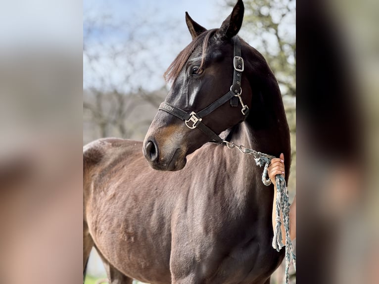 Holsteiner Merrie 5 Jaar 162 cm Donkerbruin in Przetoczyno