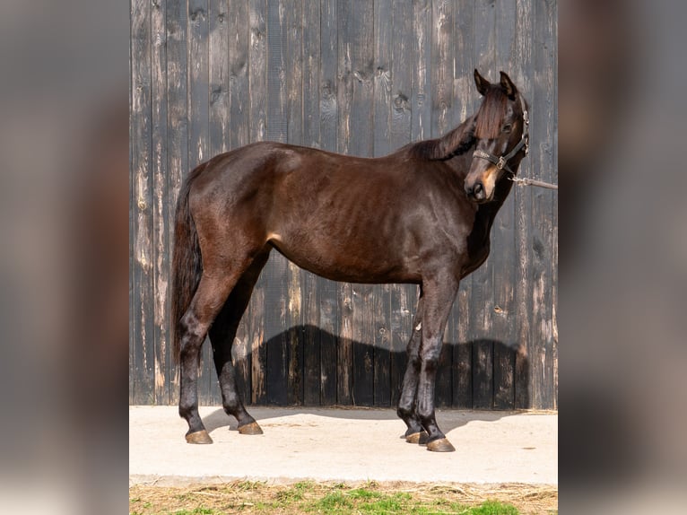 Holsteiner Merrie 5 Jaar 162 cm Donkerbruin in Przetoczyno