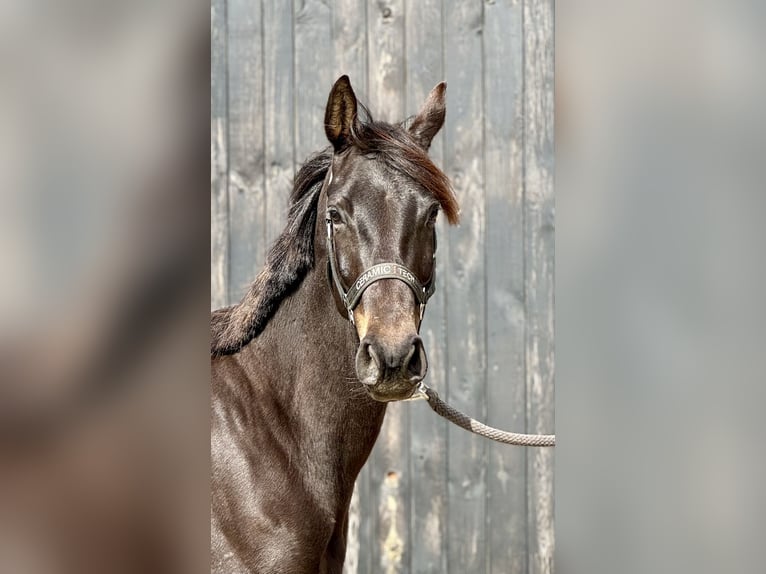 Holsteiner Merrie 5 Jaar 162 cm Donkerbruin in Przetoczyno