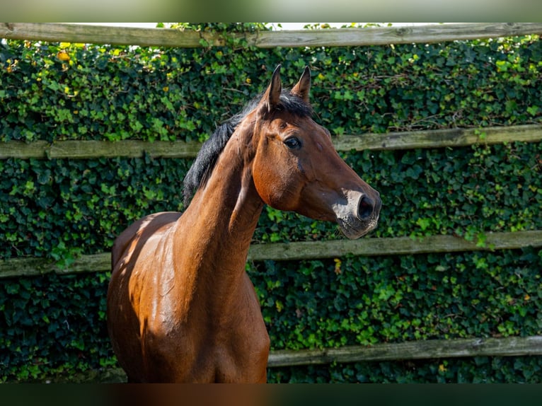 Holsteiner Merrie 5 Jaar 162 cm Donkerbruin in Waddinxveen