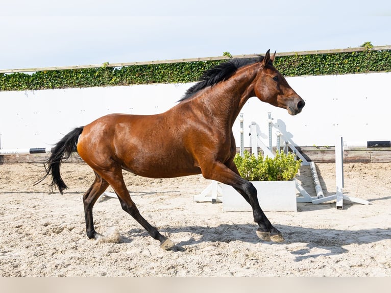 Holsteiner Merrie 5 Jaar 162 cm Donkerbruin in Waddinxveen