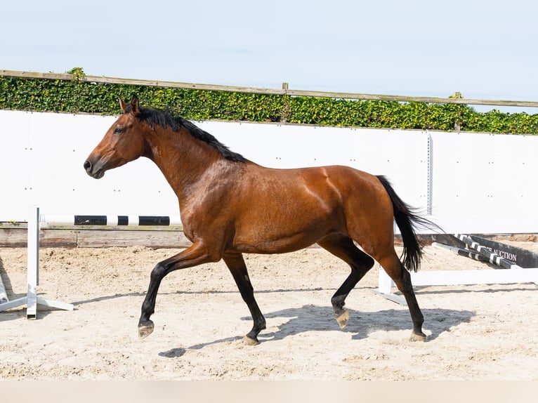 Holsteiner Merrie 5 Jaar 162 cm Donkerbruin in Waddinxveen