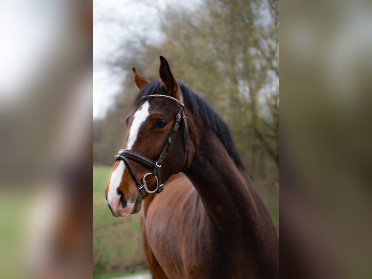 Holsteiner Merrie 5 Jaar 163 cm Bruin in Idstein