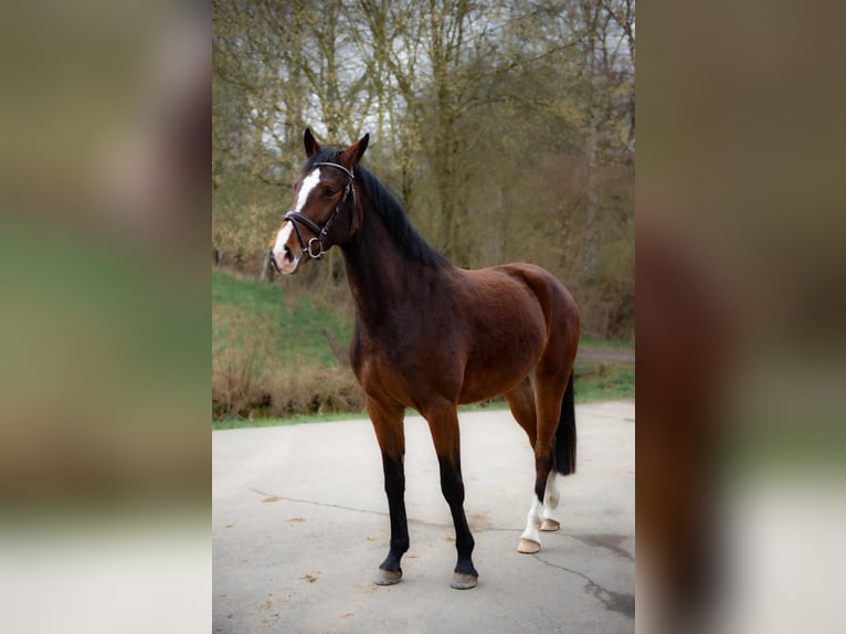 Holsteiner Merrie 5 Jaar 163 cm Bruin in Idstein