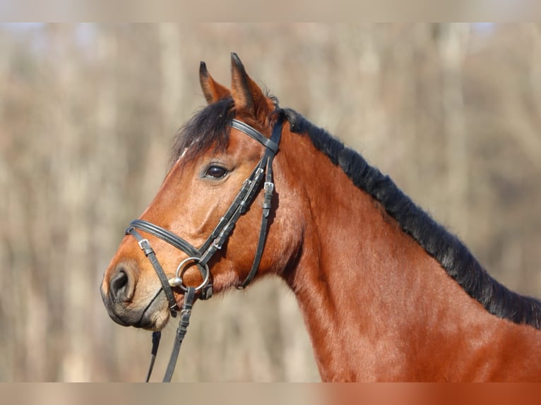 Holsteiner Merrie 5 Jaar 163 cm Bruin in Lörrach