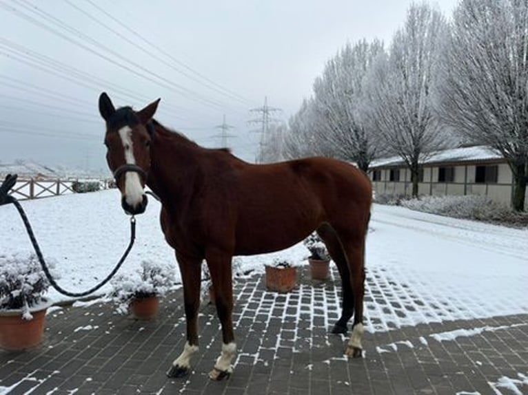 Holsteiner Merrie 5 Jaar 163 cm Bruin in Köln