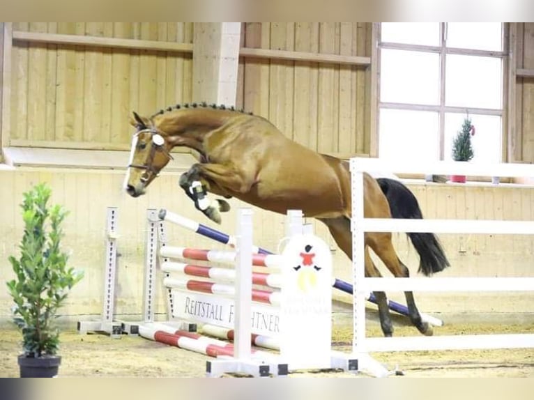 Holsteiner Merrie 5 Jaar 163 cm Bruin in Neuburg an der Kammel